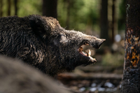 Pig baptism in the wildlife park: Wild boar “Putin” is now called “Eberhofer”