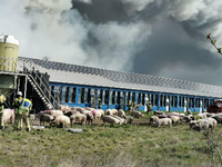 brand in grosszuchtanlage nahe greifswald mehr als 57 000 schweine sterben in den flammen gesellschaft tagesspiegel