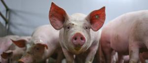 Niedersachsen, Kreis Emsland: Eine Gruppe von Schweinen im Mastbetrieb in einem Stall mit Vollspaltenböden (Archivbild vom 30.03.2023).