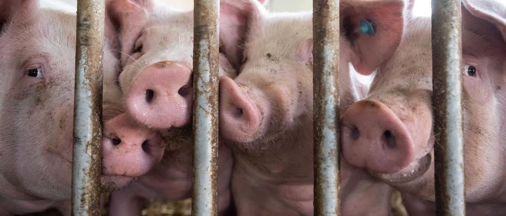 Die Zahl der gehaltenen Schweine in Deutschland ist auf einen Tiefstand gesunken. 