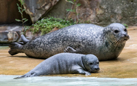 Zwei Generationen Seehund: Das Muttertier mit einem der Welpen.