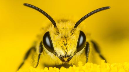 Viele Wildbienen wie diese Seidenbiene finden auf monotonen Agrarflächen keinen Lebensraum mehr. 