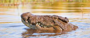 Krokodile sind gute Zuhörer. Sie nehmen den Stress im Geschrei von Babys besser wahr als Menschen.