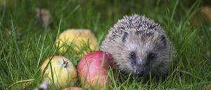Small hedgehog (Erinaceus europaeus) with apples on a meadow in autumn, concept for wildlife and animal protection, copy space, selected focus, narrow depth of field