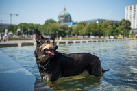 Ein Hund erfrischt sich an den Wasserspielen im Regierungsviertel.