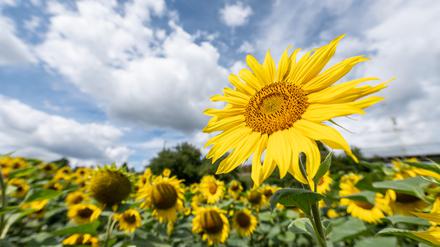 Sonnenblumen sehen nicht nur toll aus, aus ihren Kernen wird Speiseöl hergestellt.
