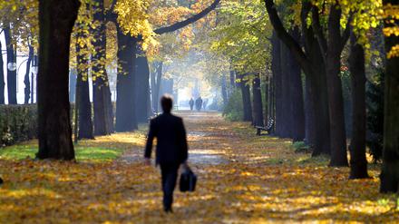 Bei strahlendem Sonnenschein geht ein Spaziergänger in Berlin durch den herbstlich verfärbten Tiergarten.