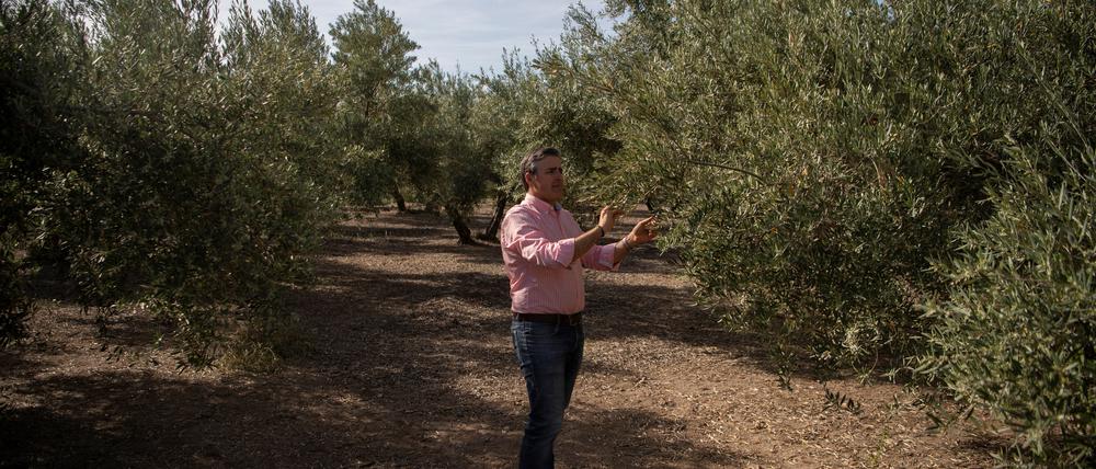 Der Olivenbauer Cristobal Cano prüft, wie seine Bäume in der Region von Jaén die Trockenheit überleben. 
