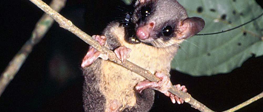 Forschung Prost, Spitzhörnchen!