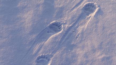 Eisbärspuren im Schnee (Symbolbild). 