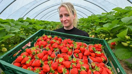 Schön Rot: In den Betrieben in Brandenburg sind die Erdbeeren endlich pflückreif. Wer Freiland will, muss sich aber noch gedulden.  