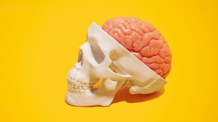 Das menschliche Gehirn (Illustration).