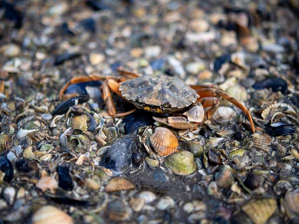 Eine Strandkrabbe im Wattenmeer.