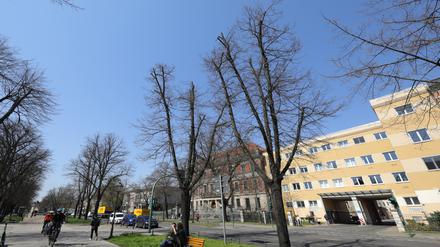 Potsdams Bäume sind in einem schlechten Zustand.