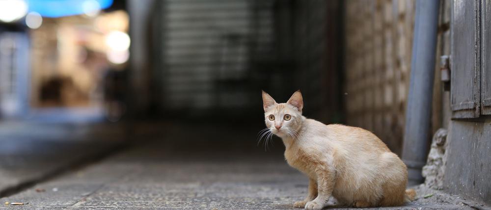 Auf Zypern starben Analysen zufolge seit Jahresbeginn tausende Katzen an einem aggressiver gewordenen Tier-Coronavirus.