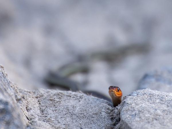 Eine Strumpfbandnatter schleicht in der Abenddämmerung über einen Felsen.