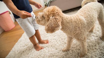 Kinder, die mit Hunden aufwachsen, sind körperlich aktiver als Kinder ohne Hund. Ein australisches Forschungsteam hat nun herausgefunden, dass erst die Anschaffung des Tieres Kinder dazu veranlasst, sich im Alltag mehr zu bewegen.