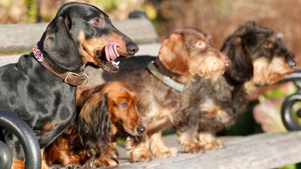 Kleine Hunde mit länglicher Schnauze haben die höchste Lebenserwartung. Dies ergab eine Studie von englischen Forscherinnen und Forschern, die in der Fachzeitschrift „Scientific Reports“ veröffentlicht wurde. 