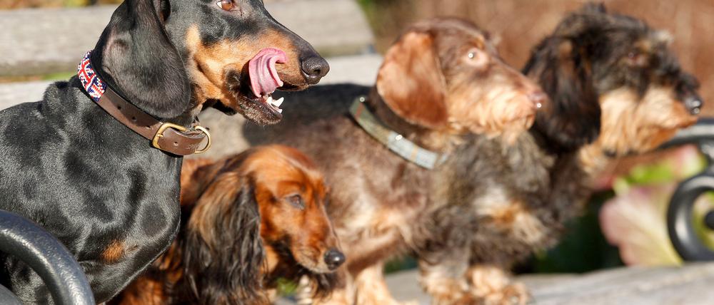 Kleine Hunde mit länglicher Schnauze haben die höchste Lebenserwartung. Dies ergab eine Studie von englischen Forscherinnen und Forschern, die in der Fachzeitschrift „Scientific Reports“ veröffentlicht wurde. 