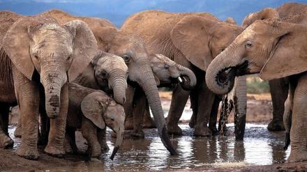 Südafrika lässt unter Auflagen wieder Elefanten-Abschüsse zu