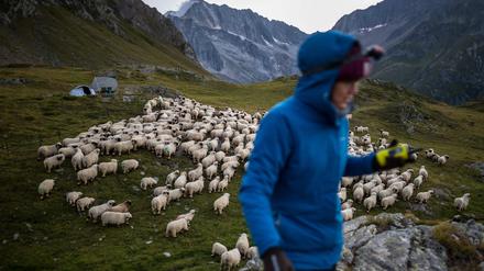 Aliki Buhayer-Mach treibt die Schafe in den Schweizer Alpen zusammen.