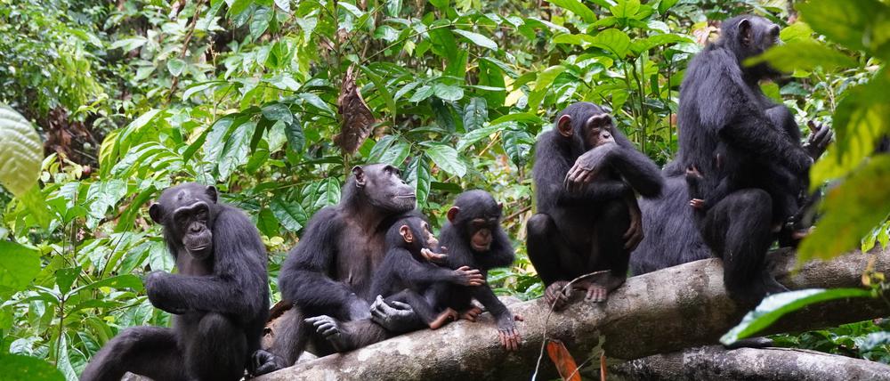 Taï-Schimpansen lauschen aufmerksam ihren Artgenossen, die sie in einiger Entfernung hören.