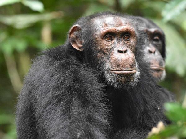 Westafrikanische Schimpanse auf der Suche nach Rivalen.