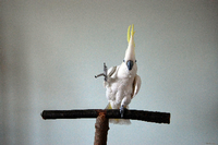 14 verschiedene Tanzschritte beherrscht der Vogel.
