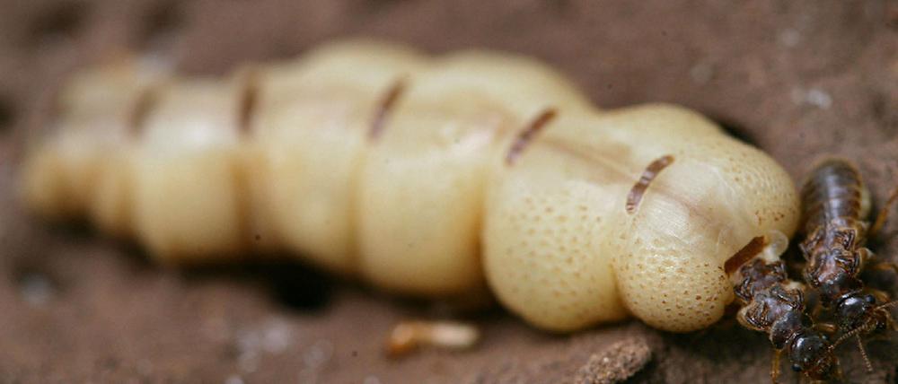 Überlebensstrategie Fünf Tage lang