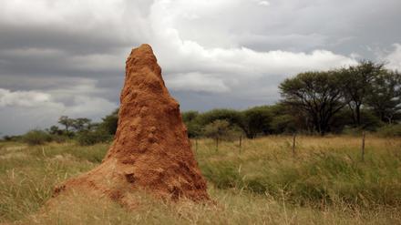 Termitenbau in Namibia mit Bio-Klimaanlage.