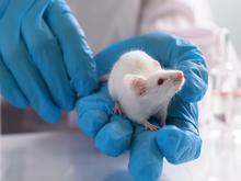 Chimären gezüchtet: Mausgehirn mit einem Schuss Ratte 