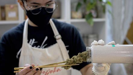 Eine Arbeiterin entfernt Cannabis-Knospen aus einem Behälter in einer Apotheke. (Symbolbild)