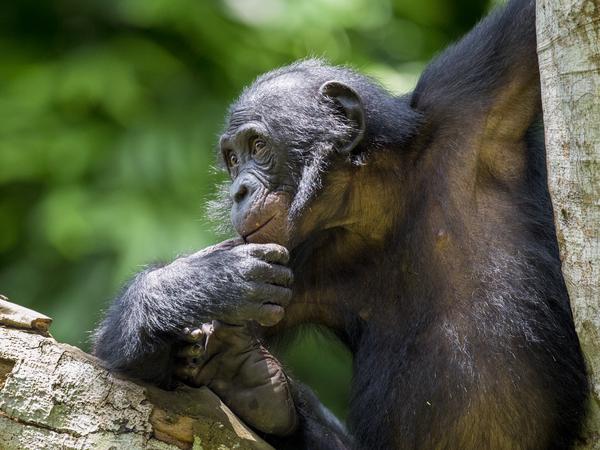 Unter Bonobos herrschen die Frauen.
