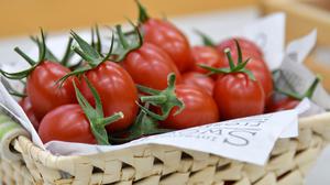Die genomeditierte Tomate „Sicilian Rouge High GABA”