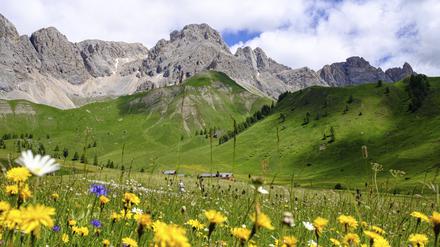 Almwiesen von Fuciade, in der Nähe des Passo di San Pellegrino, Trient.