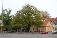 Blick auf den historischen Winkel, im Vordergrund die Friedenseiche, links von den Ästen verdeckt die alte Dorfkirche samt Friedhof und rechts das Zehlendorfer Heimatmuseum.