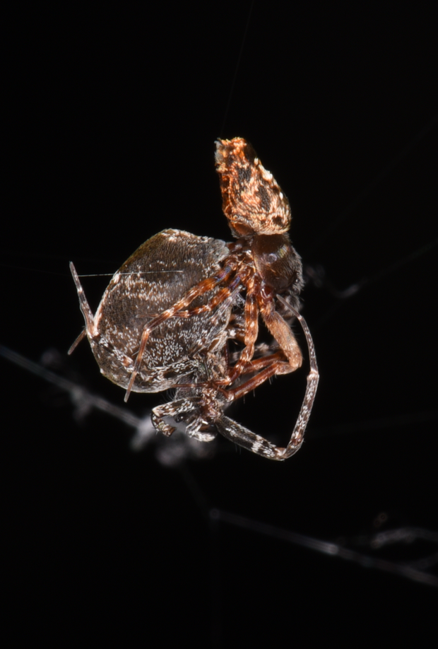 Spannung vor dem Abflug: Die Vorderbeine des Spinnenmännchens (rechts) sind bei der Paarung angewinkelt.