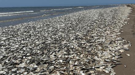 Fischsterben könnte künftig aufgrund des menschengemachten Klimawandels häufiger auftreten.