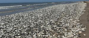 Fischsterben könnte künftig aufgrund des menschengemachten Klimawandels häufiger auftreten.