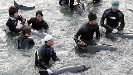 Delfin-Trainer selektieren in der Walfang-Stadt Taiji die Delfine, die bei der Treibjagd gefangen wurden, für Aquarien. Japanische Delfinjäger haben bei der jährlichen Treibjagd vor der Küste des Walfangorts Taiji nach Angaben von Umweltschützern auch Muttertiere und deren Junge getötet. 