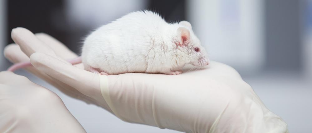 Eine wissenschaftliche Mitarbeiterin einer tierexperimentellen Forschungseinrichtung hat in einem Labor eine Maus in der Hand. Die Zahl der wissenschaftlichen Tierversuche in Brandenburg ist in den letzten fünf Jahren zurückgegangen.