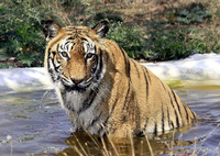 Ein Tiger in einem Teich des Nationalparks Van Vihar in Bhopal, Madhya Pradesh, Indien.