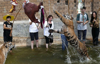 Touristen und ein Mönch "spielen" im März 2013 mit Tigern im Tempel in Thailand.