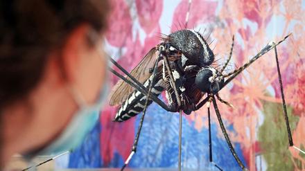 Im Staatlichen Museum für Naturkunde wird ein übergroßes Modell einer asiatischen Tigermücke gezeigt. Dies ist Teil der Großen Landesausstellung 2021 „Neobiota – Natur im Wandel“, die vom 17.11.2021 bis zum 11.09.2022 zu sehen ist.