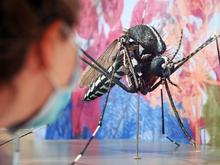 Effektive Mückenkontrolle: Plagegeister als blinde Passagiere