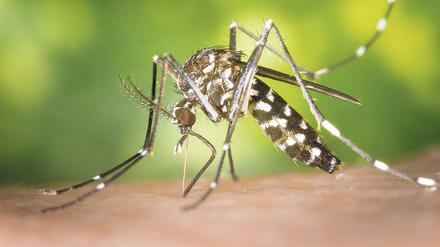 Eine weibliche Asiatische Tigermücke (Aedes albopicts). 