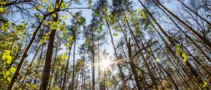 Trockene Wälder sorgen für hohe Waldbrandgefahr in Deutschland.