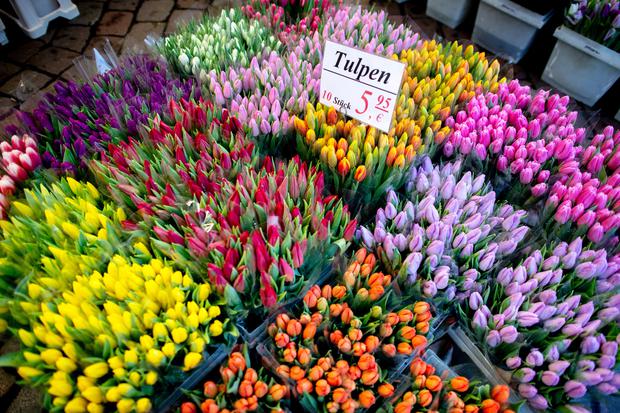 Die Saison für Tulpen aus den Niederlanden geht von Dezember bis Mai, in den Wintermonaten wachsen die Tulpen in Gewächshäusern. 
