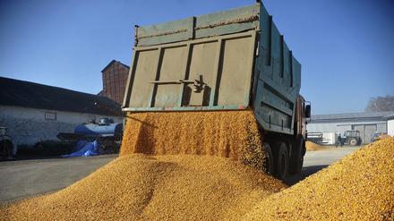 Ein Fahrzeug lädt Mais auf einem Bauernhof in der Ukraine ab.