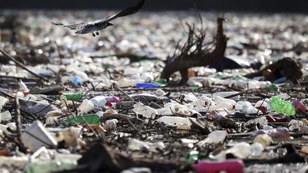Ein Vogel fliegt über Tonnen von Müll, die auf dem Fluss Lim in der Nähe von Priboj treiben. 